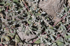 Atriplex coulteri