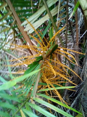 Arenga micrantha