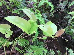 Smilax melastomifolia