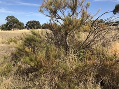 Allocasuarina mackliniana