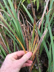 Machaerina mariscoides