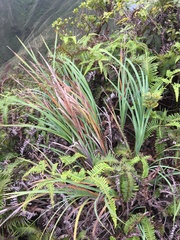 Machaerina mariscoides