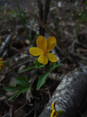 Viola lobata integrifolia