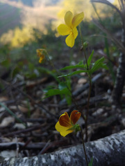 Viola lobata integrifolia