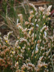 Limonium australe