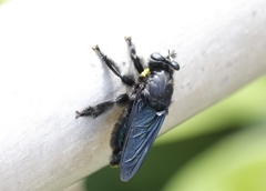 Hyperechia xylocopiformis