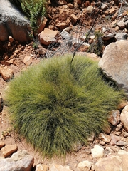 Anthochortus crinalis