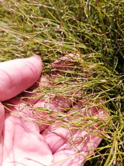 Anthochortus crinalis