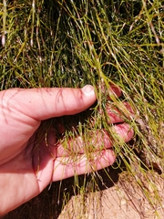Anthochortus crinalis