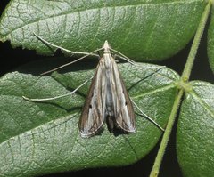 Euclasta maceratalis