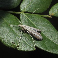 Euclasta maceratalis