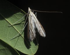 Euclasta maceratalis