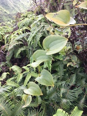 Smilax melastomifolia