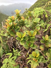 Syzygium sandwicense