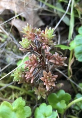 Sedum radiatum
