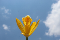 Prosthechea karwinskii