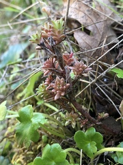 Sedum radiatum