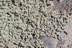 Atriplex watsonii