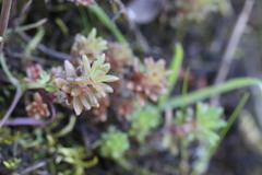 Sedum radiatum