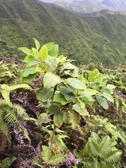 Metrosideros macropus