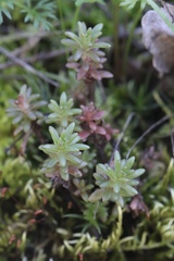 Sedum radiatum