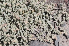 Atriplex watsonii