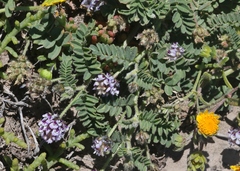 Astragalus didymocarpus