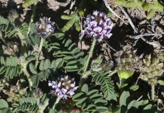 Astragalus didymocarpus