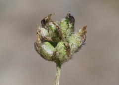 Astragalus didymocarpus