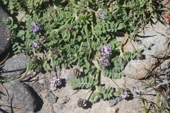 Astragalus didymocarpus