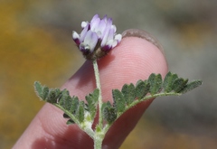 Astragalus didymocarpus