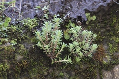 Sedum radiatum