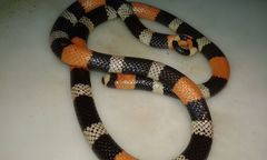 Micrurus lemniscatus