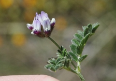Astragalus didymocarpus