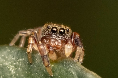 Representative image of Ballus