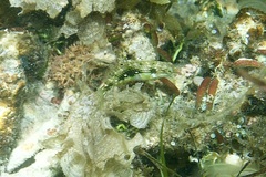 Halichoeres margaritaceus