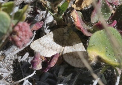 Euphyia implicata