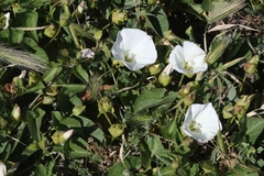 Calystegia macrostegia macrostegia