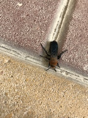 Campsomeriella thoracica