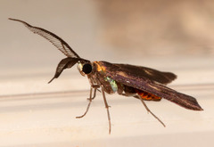 Pollanisus trimacula