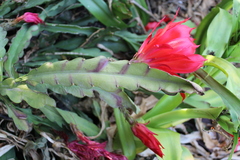 Disocactus ackermannii