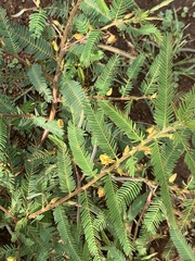 Chamaecrista comosa