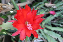 Disocactus ackermannii