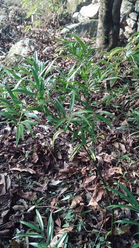 Sarcococca saligna, 2021-01-24