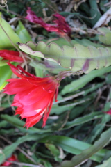 Disocactus ackermannii