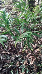 Sarcococca saligna