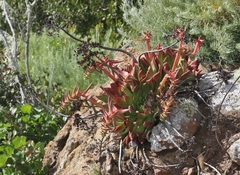 Dudleya candelabrum