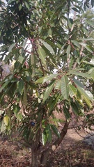 Daphniphyllum himalaense