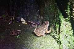 Quasipaa exilispinosa