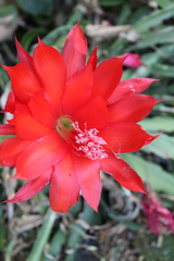 Disocactus ackermannii